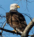 Bald eagle