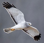 Northern harrier
