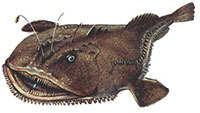 Goosefish