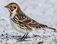 Lapland longspur
