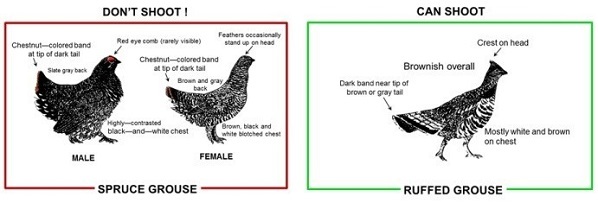 Ruff vs. spruce grouse chart