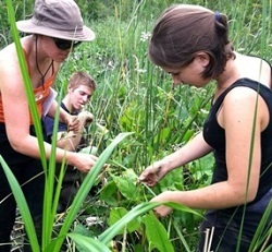 Two women stand in a tidal marsh examining plants.