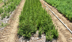 Row of spruce seedlings at the DEC Nursery in Saratoga