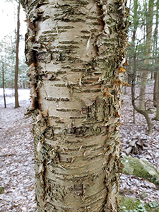 Curly, silvery bark of the yellow birch tree