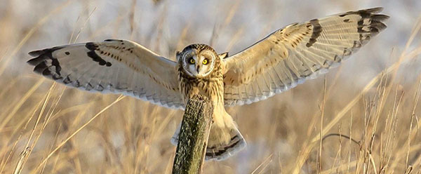 Short-eared Owl courtesy of Jim Yates