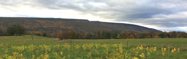 View of the Shawangunk Ridge on a cloudy fall day with a field of yellowing ferns in the foreground.