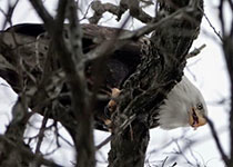 Bald eagle nest