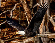 Bald eagle winter survey