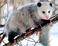 Opossum