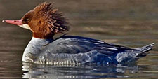 Common merganser