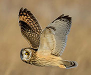 Short-eared owl