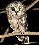 Saw-whet owl
