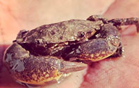 Mud crab