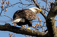 NY-62 bald eagle nest