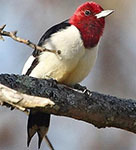 Red-headed woodpecker