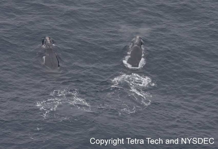 North Atlantic Right Whales