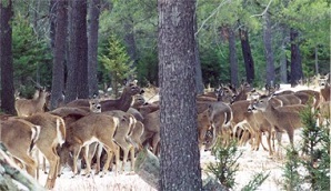 A herd of deer in woods