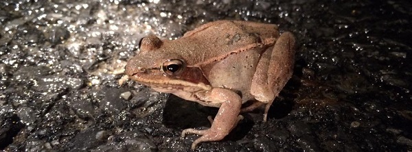  A brown wood frog sits in the middle of a road on a rainy night.