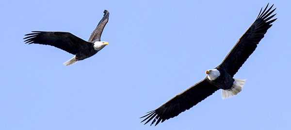 Bald eagles courtesy of Deborah Tracy Kral