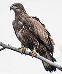 Bald eagle nest NY459