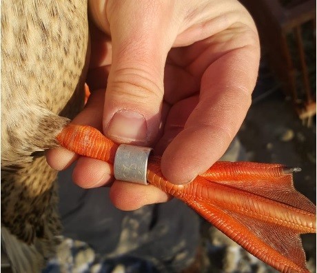 A biologist reading a worn band from a recaptured bird.