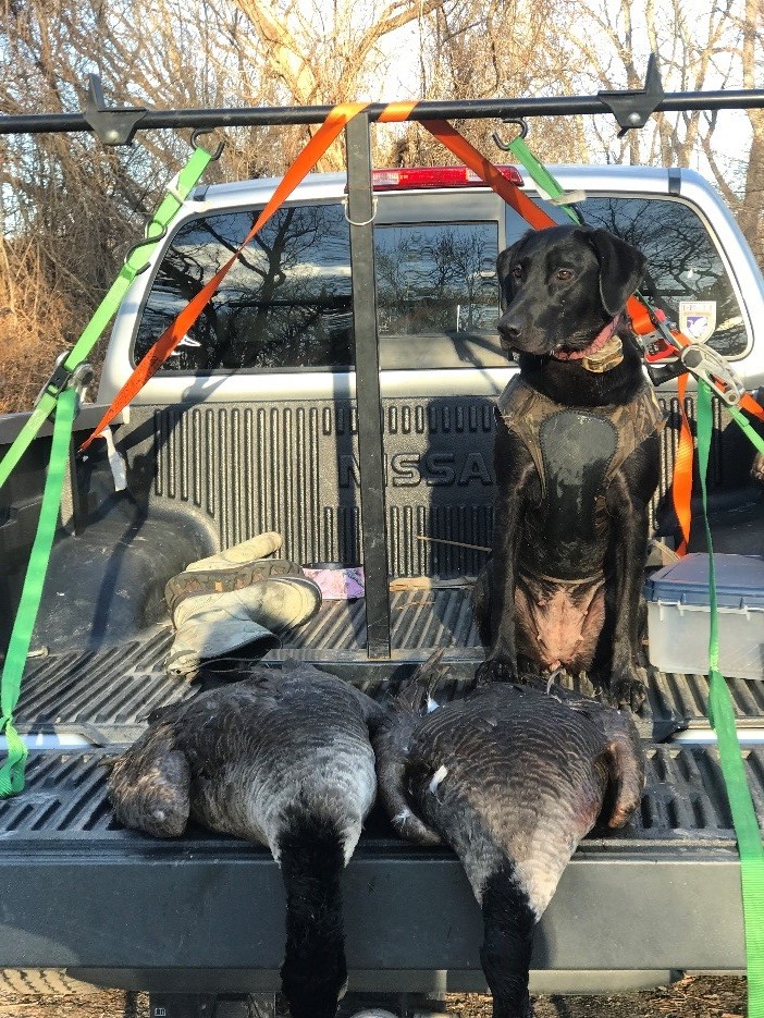 Two canada geese lay in the bed of a truck next to a hunting dog.