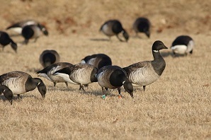 A group of brants with bands