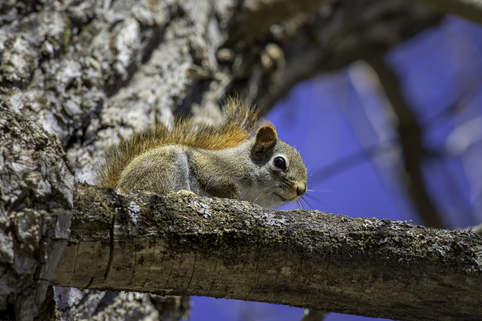 American Red Squirrel