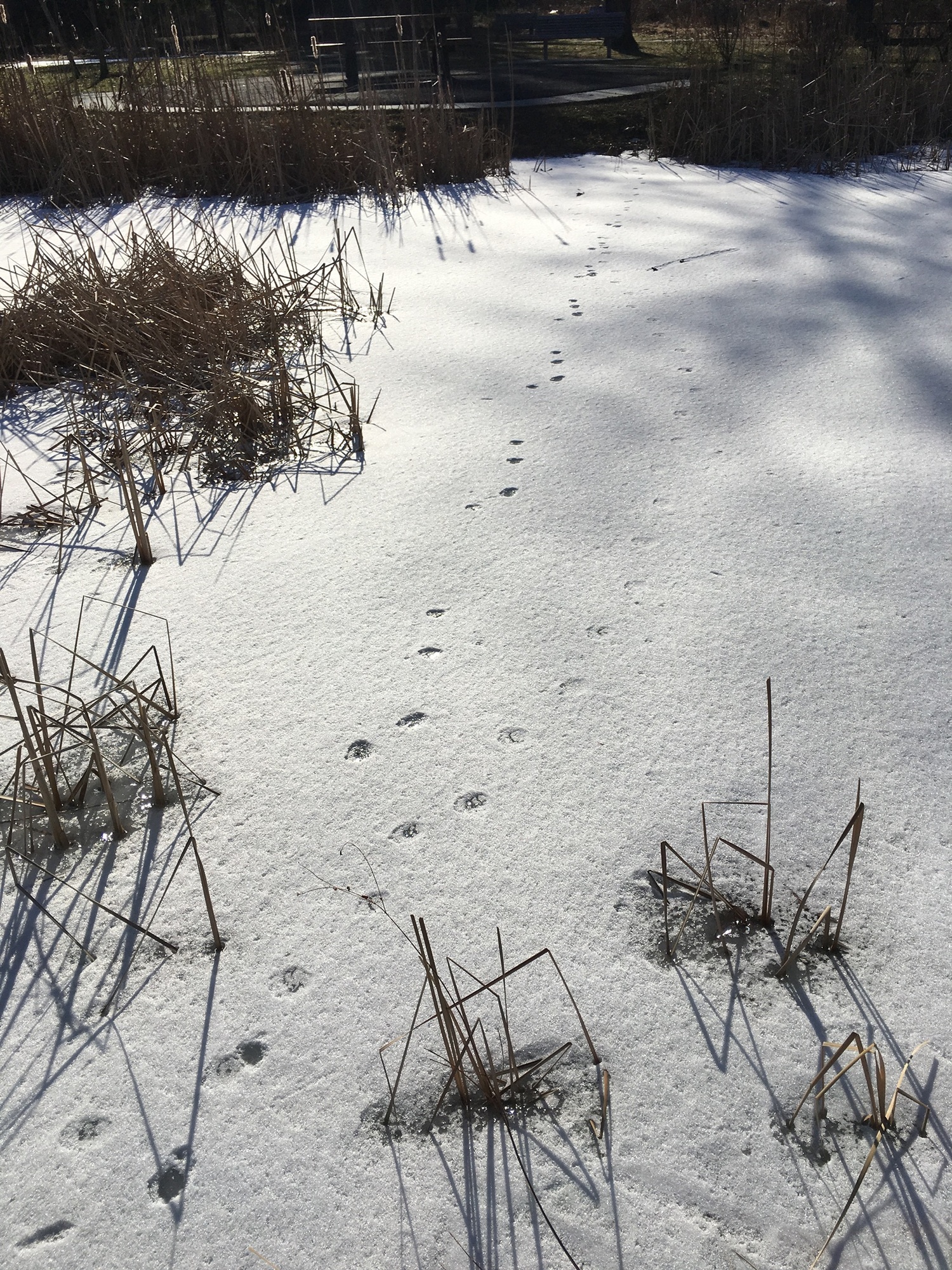 Animal Tracks