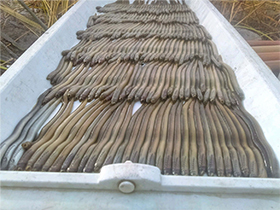 Hoisington Lamprey Lamprey after use of Hoisington Brook