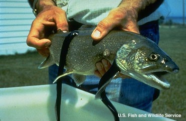 Great Lakes Lamprey Sea Lamprey preying on trout