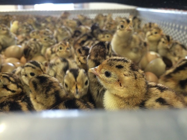 Many day-old pheasant chicks in a box.