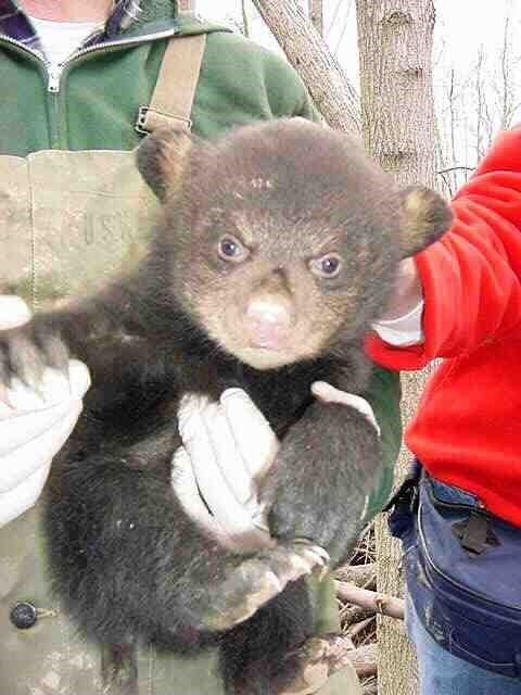 A black bear cub being held by DEC biologists.