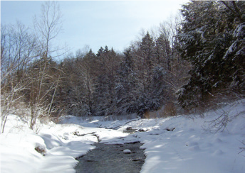 A partially frozen stream covered in snow, with evergreen trees in the background.