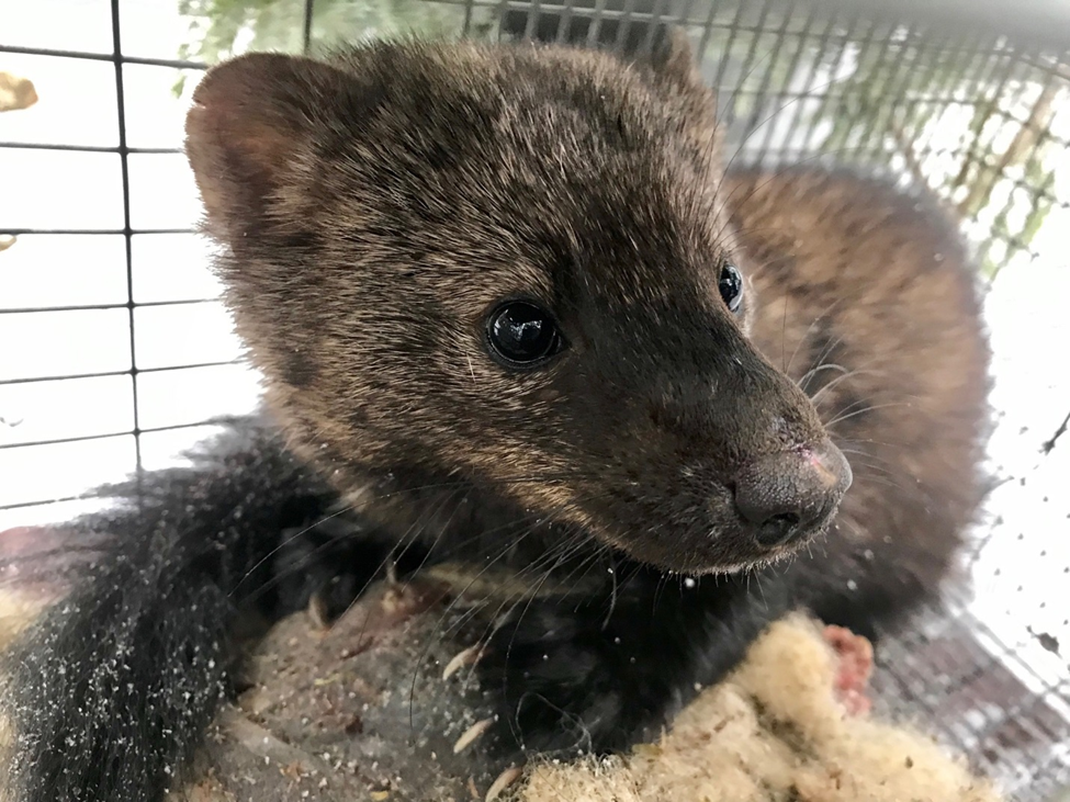 close up of a fisher