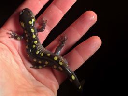 A hand holds a small dark salamander with yellow spots. 