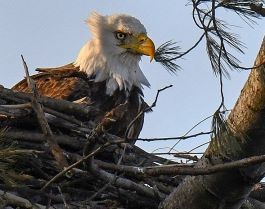 A bald eagle sits on a nest in a tree.