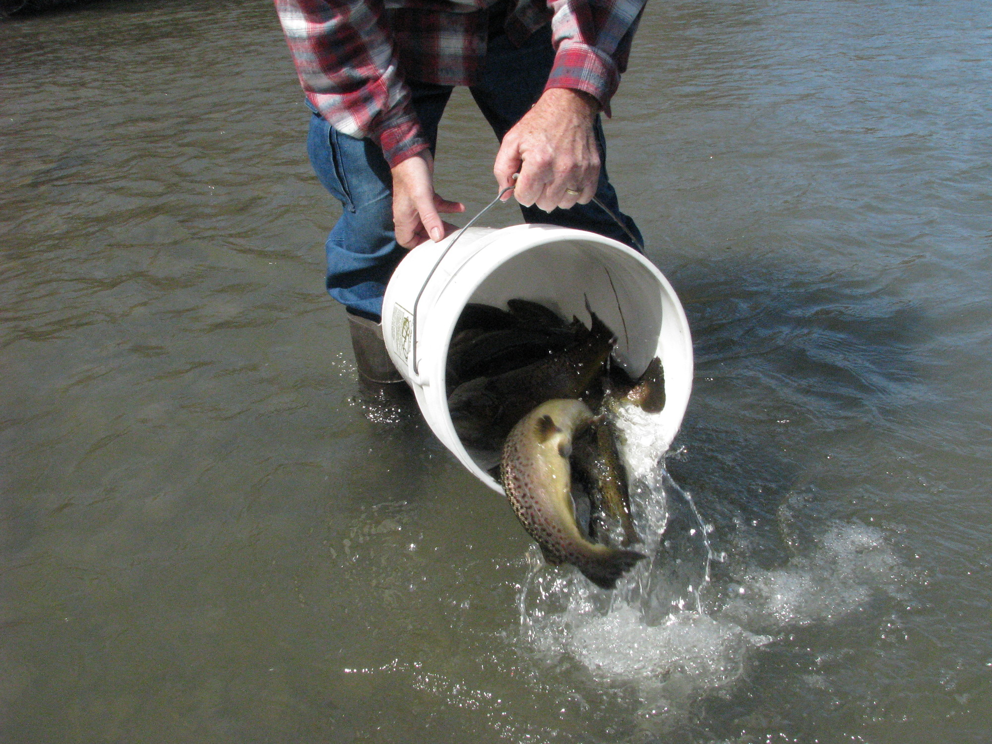 Trout being poured out of a bucket