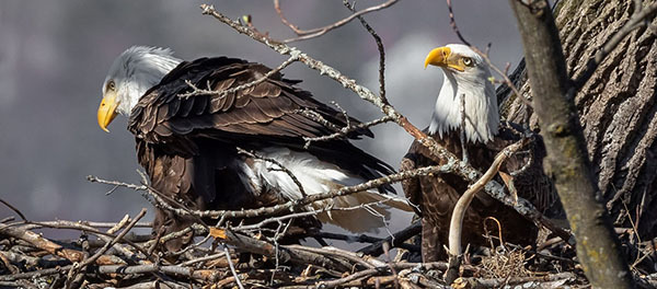 The Raptor Almanac: A Comprehensive Guide to Eagles, Hawks, Falcons, and  Vultures