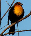 Yellow-headed blackbird