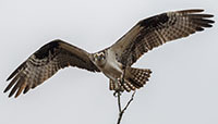 Osprey