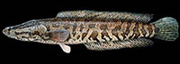Northern snakehead