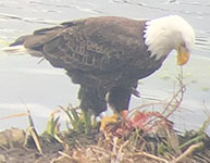 Bald eagle