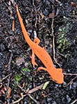 Red eft