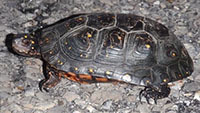 Spotted turtle