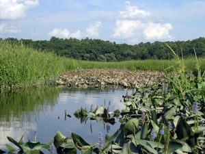 This is a  photo of the Tivoli Bays tidal wetlands with native marsh plants on a sunny day.