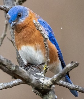 Photo of an eastern bluebird perched on a tree branch. The bird is blue with an orange breast.