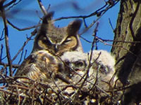Great horned owlets