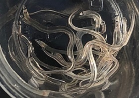 Baby eels, called glass eels, look like transparent wriggly worms.