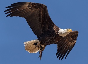 A bald eagle flys against a brilliant blue sky, a channel catfish in its claws.